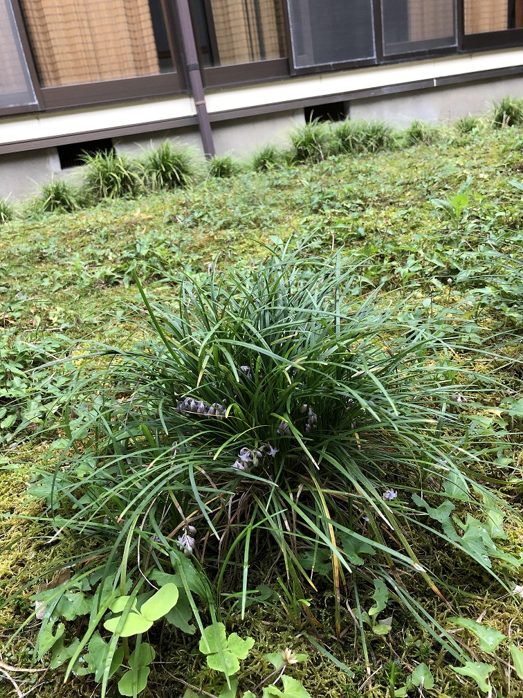 龍の髭花 浄土宗 法王山 極楽寺