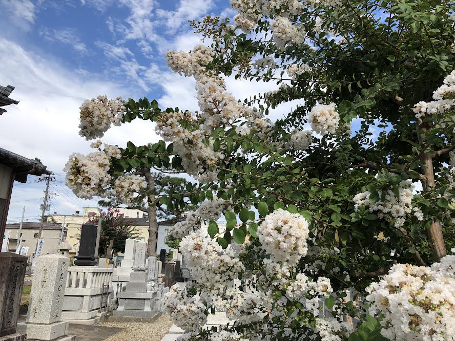 百日紅白２ 浄土宗 法王山 極楽寺